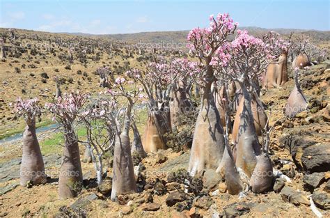 Yemen Socotra Island Bottle Trees Desert Rose Adenium Obesum