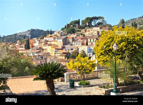 France Bormes Les Mimosas The Village In February During Flowering Of