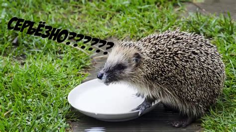 8 февраля — день российской науки. День Российской науки в КФ ФГБОУ ВО НГПУ - YouTube