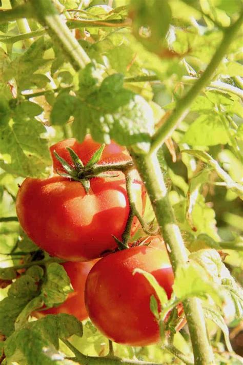 The Best Tasting Tomatoes To Grow Or Find At The Farmers Market