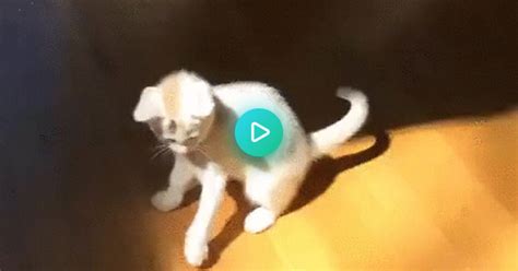 Ninja Kitty  On Imgur
