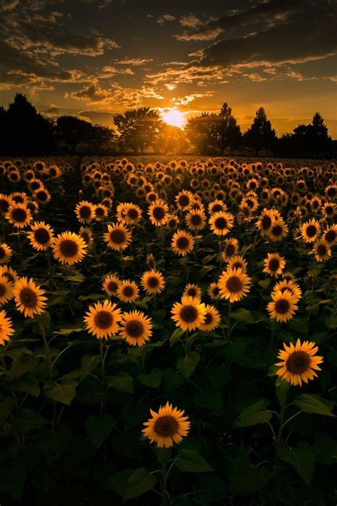 Pin By 𝒞𝒶𝓇𝑜𝓁𝒾𝓃𝒶 On Sky Nature Photography Nature Pictures Sunflower