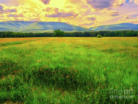 Brilliance Meadow Photograph By Andre Vernacchia Fine Art America