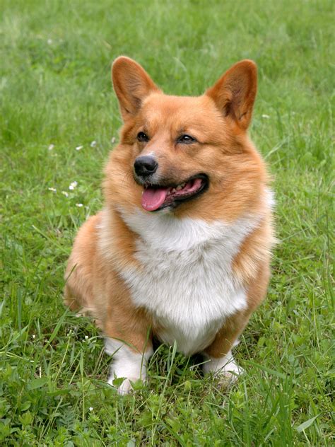These two cardigan welsh corgis saved a horse's life last week in germany. Welsh Corgi - Corgi Guide