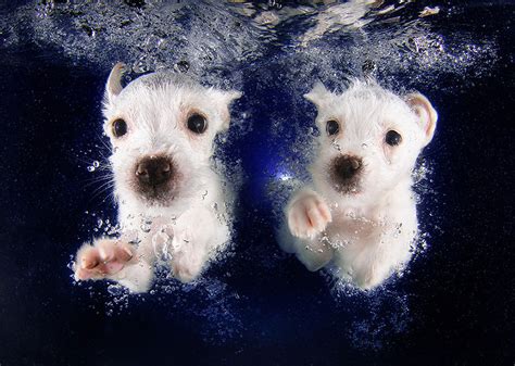 Underwater Puppies New Photo Series By Seth Casteel