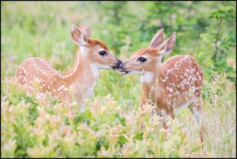 Two White Tailed Deer Fawns Kissing Shenandoah National Park