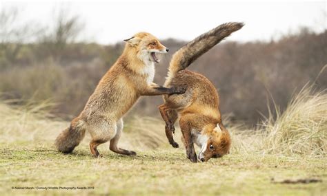 See The Hilarious Winners Of The Comedy Wildlife Photography Awards