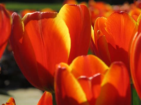 Blooming Tulips Up Close Free Stock Photo Public Domain Pictures