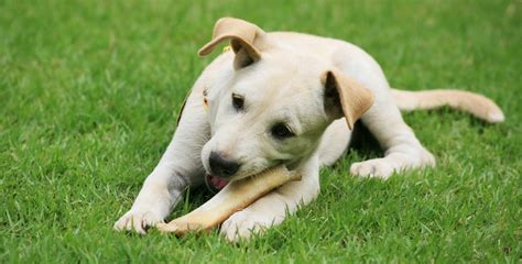 Top 5 Benefits Of Feeding Raw Marrow Bones To Your Dogs Albion Pet Foods