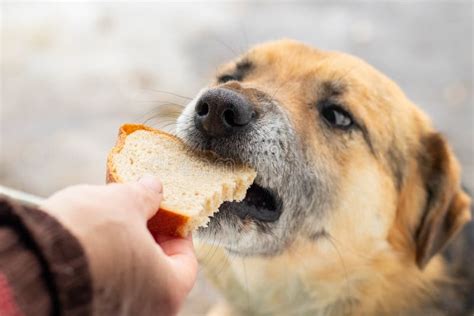 Can Puppies Eat Bread