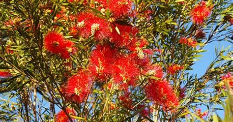 Q.how to prune bottlebrush bushes and bottlebrush patio trees? How to Prune Bottle Brush Trees | eHow UK