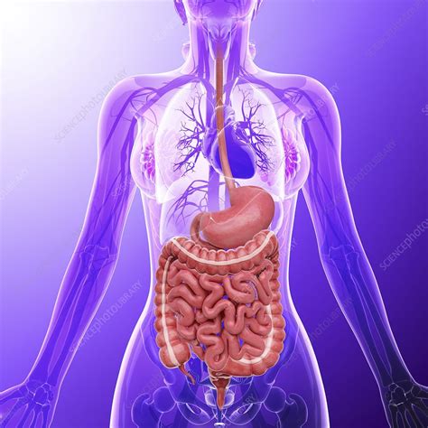Human Digestive System Artwork Stock Image F0087715 Science