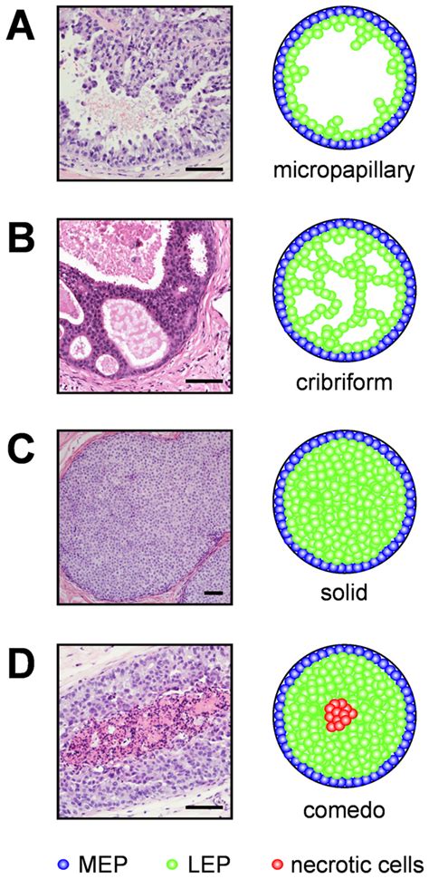 Histology Sections