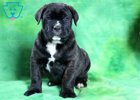 Chico | Cane Corso Puppy For Sale | Keystone Puppies