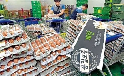 살충제 계란 추가 적발 08마리08 LSH 이어 09지현08신선농장 섭취 금지 네이트 뉴스