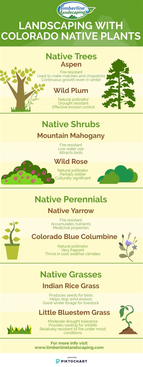 Landscaping With Colorado Native Plants Timberline Landscaping