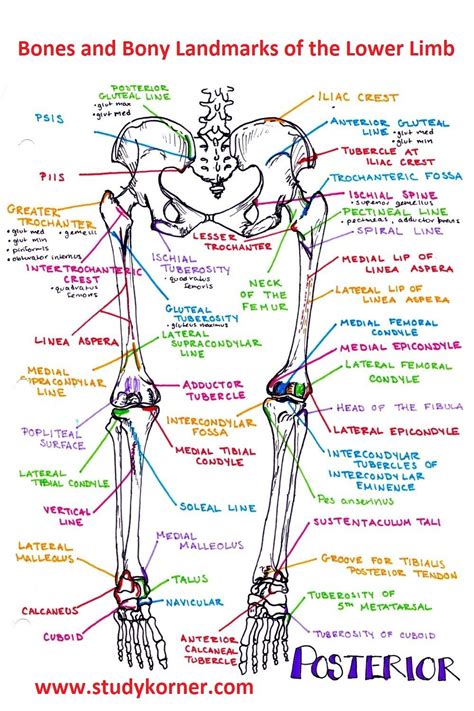 Anatomy Of The Body Landmarks Worksheets