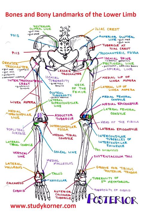 Bones And Bony Landmarks Of Lower Extremity Studypk Nursing School