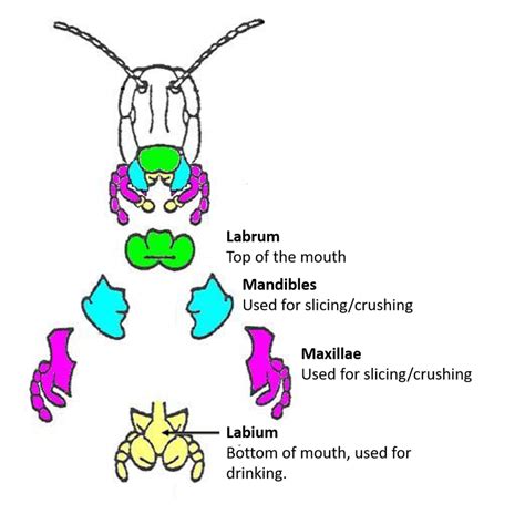 Tabanidae Mouthparts