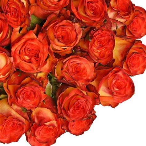 Fresh Cut Assorted Bicolor Yellow With Red Roses 20 Pack Of 100 By