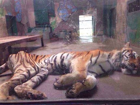Harrowing Video Shows Painfully Thin Tiger At Controversial Chinese Zoo