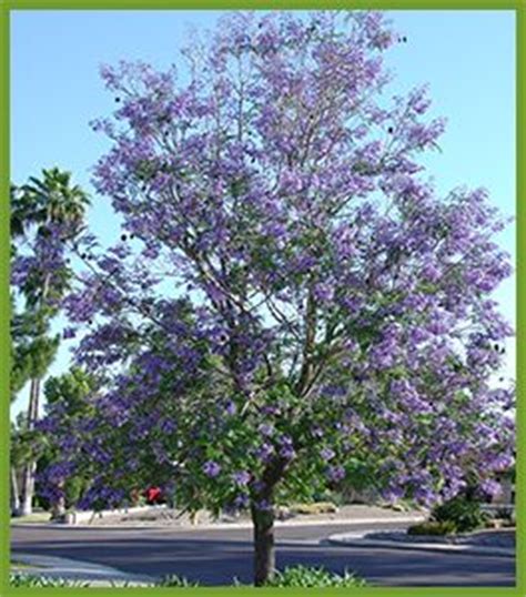 Purple flowering trees in arizona. Flowering trees, Nevada and Arizona on Pinterest