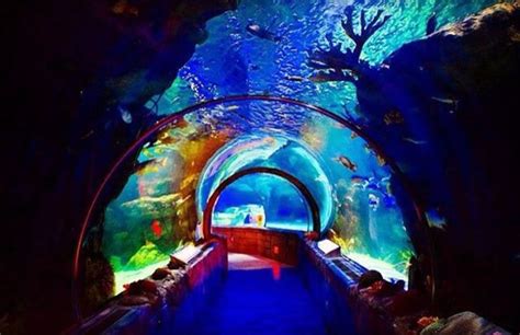 Sea Life Aquarium Mall Of America Bloomington Mn