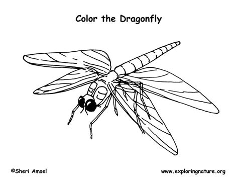 Dragonfly coloring page dragonfly coloring pagedragonfly coloring pagedragonfly coloring pagedragonfly coloring pagedragonfly coloring pagev dragonfly coloring page. Dragonfly Coloring Page
