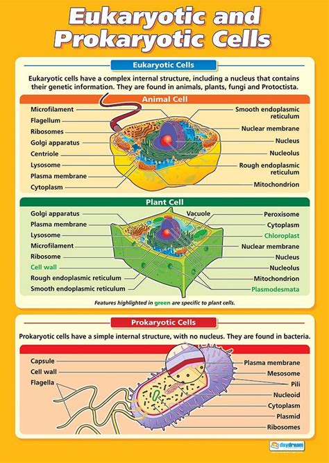 Eukaryotic And Prokaryotic Cells Science Posters Gloss Paper