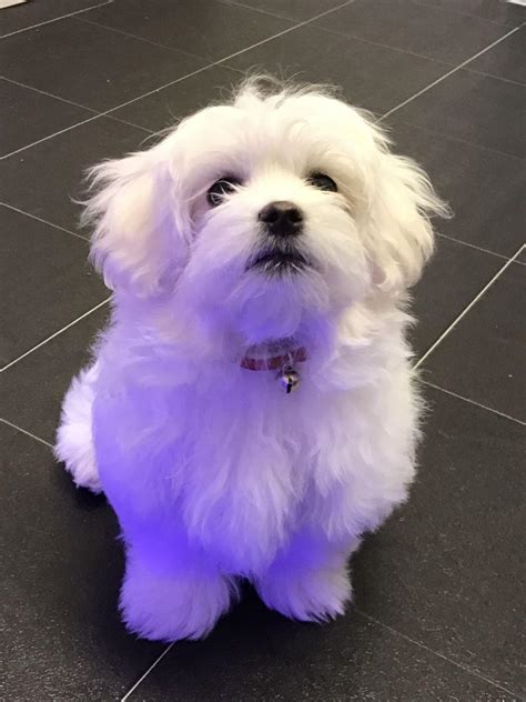 We connect safe, reputable breeders with people like you! Maltese, CUTE MALTESE PUPPY NEEDS A LOVING HOME!!, dogs ...