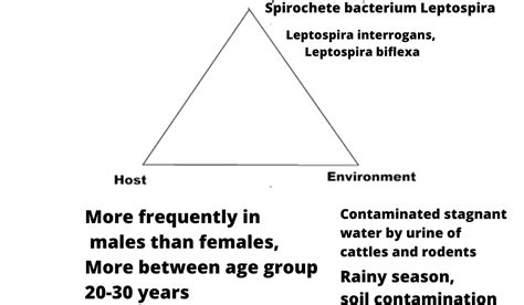 Leptospirosis Treatment Cause Symptomsdiagnosis Prevention