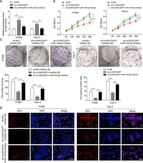 mir 144 5p reverses nsclc cells proliferation induced by circracgap1 a download scientific
