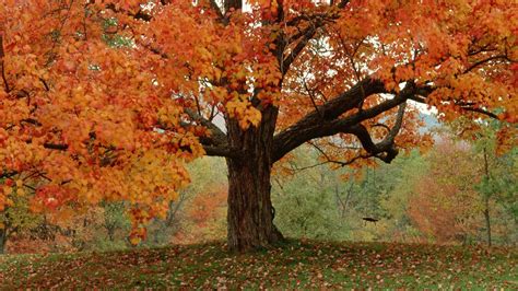 Autumnal Trees Wallpapers Wallpaper Cave