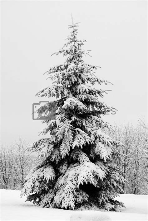 Fir Tree Covered With Snow By Alekcey Vectors And Illustrations Free