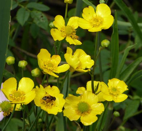 Yellow Flowers Blog Foxglove Covert Local Nature Reserve