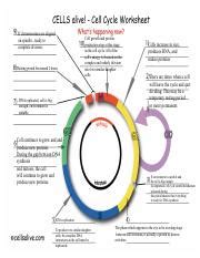 Cells Alive Cell Cycle Virtual Docx Using The Interactive Cell