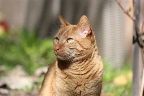 Orange Tabby Cat Personality Lifespan Fun Facts Photos Cat Food