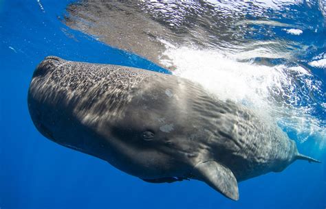 Sperm Whales In Caribbean Have Distinct Culture