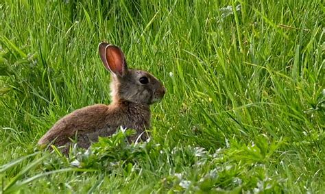 Bunny Rabbit Stiffknees Blipfoto
