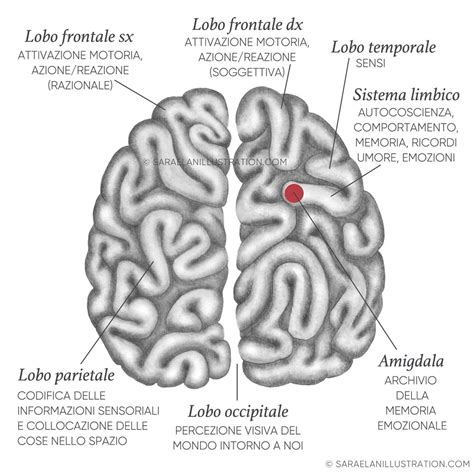 Cervello Labirinto Lobi E Funzioni Principali Del Cervellodisegni E