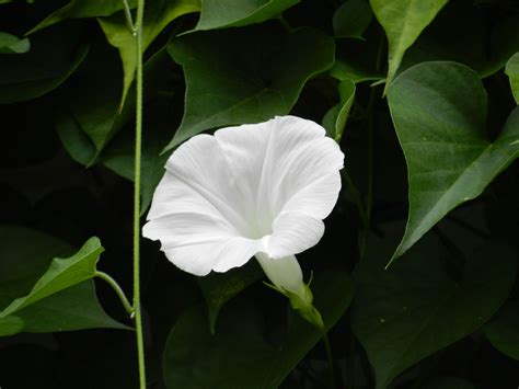 White Morning Glory Flowers Flowers Cjk