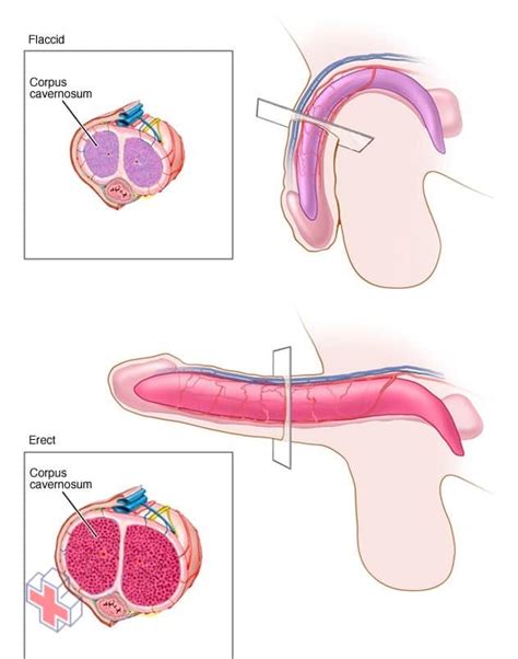 Erektil Dysfunktion Medicinsk Encyklopedi