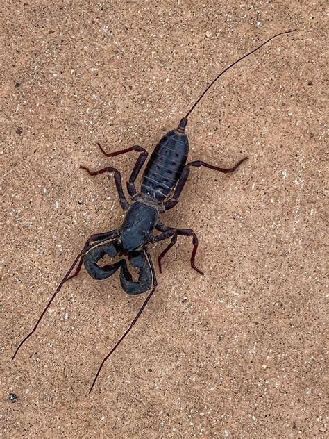 Vinegaroon An Acid Spraying Cross Between Scorpion Spider Spotted At