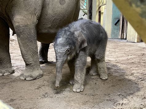 An der einschläferung des im februar 2021 geborenen elefantenbabys im osnabrücker zoo führte kein weg vorbei. Großer Nachwuchs im Zoo Osnabrück: Erstes in Osnabrück ...