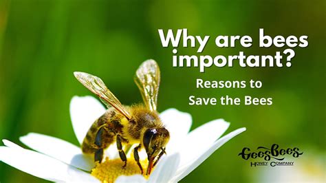 Why Are Bees Important Reasons To Save The Bees