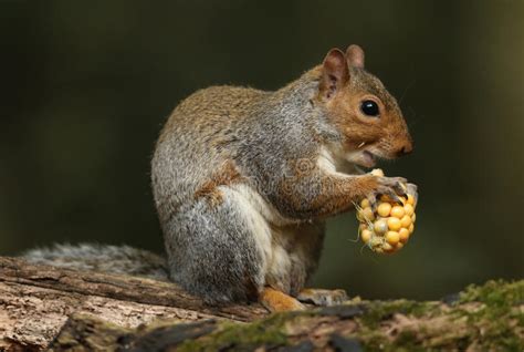 Grey Squirrel Sciurus Carolinensis Eating A Corn On The Cob Stock