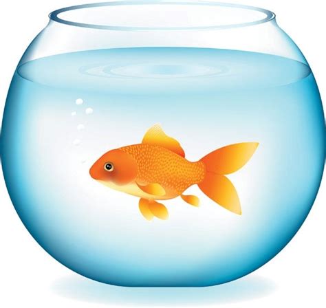 Download Goldfish bowl free vector download (224 Free vector) for ...