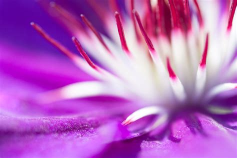 Abstract Macro Flower Photography
