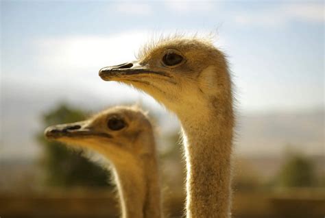 Why Do Ostriches Bury Their Heads
