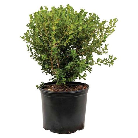 3 Gal Japanese Boxwood 06103fl The Home Depot